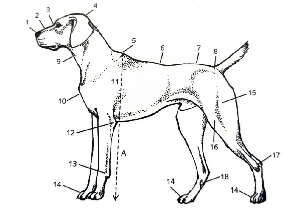 Imagen de un perro con números indicando diferentes partes de su anatomía